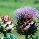 Cynara cardunculus Porto Spineless 100 seeds