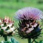 Cynara cardunculus Porto Spineless 100 seeds
