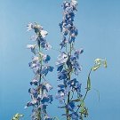 Delphinium belladonna Belladonna (Cliveden) 500 seeds