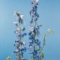 Delphinium belladonna Belladonna (Cliveden) 500 seeds