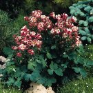 Aquilegia Winky Single Red-White 250 seeds