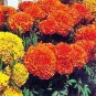 Marigold Cortez Orange 1,000 seeds