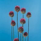Chives-large Leaf 2,500 seeds