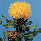 Centaurea macrocephela 500 seeds