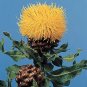 Centaurea macrocephela 500 seeds