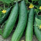 Cucumber Garden Sweet Burpless 250 seeds