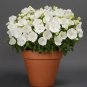 Campanula carpatica Rapido White 250 seeds