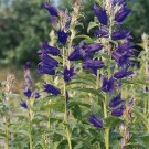 Campanula latifolia Blue 500 seeds