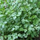 Celery Afina 1,000 seeds