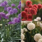 Armeria pseudarmeria Ballerina Mix 250 seeds
