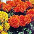 Marigold Cortez Orange 1,000 seeds