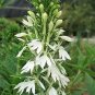 Lobelia cardinalis Alba 500 seeds