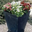 Bellis perennis Speedstar+ Mix PL 250 seeds