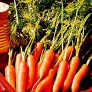 Carrot Little Finger 5,000 seeds