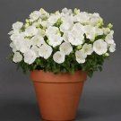 Campanula carpatica Rapido White 250 seeds