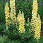 Lupinus polyphyllus Popsicle Yellow 250 seeds