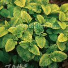 Melissa officinalis Gold Leaf 100 seeds