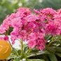 Lewisia cotyledon Elise Ruby Red 100 seeds