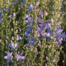 Campanula pyramidalis Blue 1,000 seeds