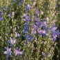 Campanula pyramidalis Blue 1,000 seeds