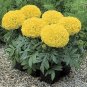 Marigold Antigua Yellow 250 seeds