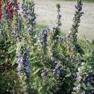 Lobelia siphilitica 2,500 seeds
