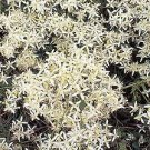 Clematis vitalba 1,000 seeds