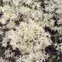 Clematis vitalba 1,000 seeds