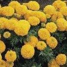 Marigold Inca II Gold 250 seeds