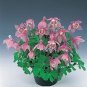 Aquilegia Cameo Pink & White 100 seeds