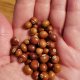 seeds and cutting