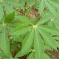 Organic Cassava Cutting Fresh Stems Yuca Manihot Esculenta Manioc Tapioca Plant