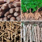 Organic Cassava Cutting Fresh Stems Yuca Manihot Esculenta Manioc Tapioca Plant