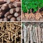 Organic Cassava Cutting Fresh Stems Yuca Manihot Esculenta Manioc Tapioca Plant