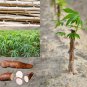 Organic Cassava Cutting Fresh Stems Yuca Manihot Esculenta Manioc Tapioca Plant