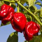 Ceylon Carolina Reaper Chilli Pepper Seeds50 organic 100% Super Dried Seeds New