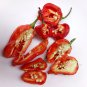 Ceylon Carolina Reaper Chilli Pepper Seeds50 organic 100% Super Dried Seeds New