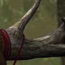 Wood Elves