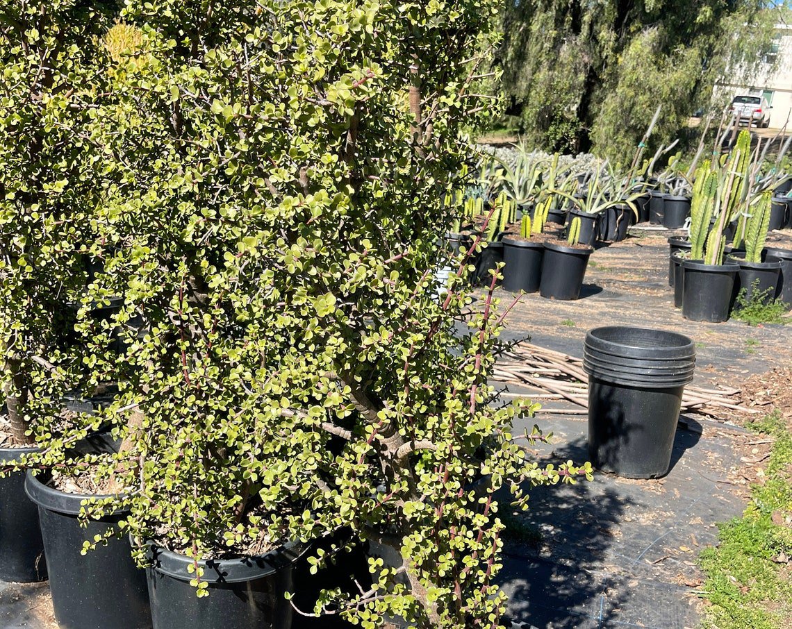 Portulacaria Afra Elephant Bush Bonsai 4 plant Pot