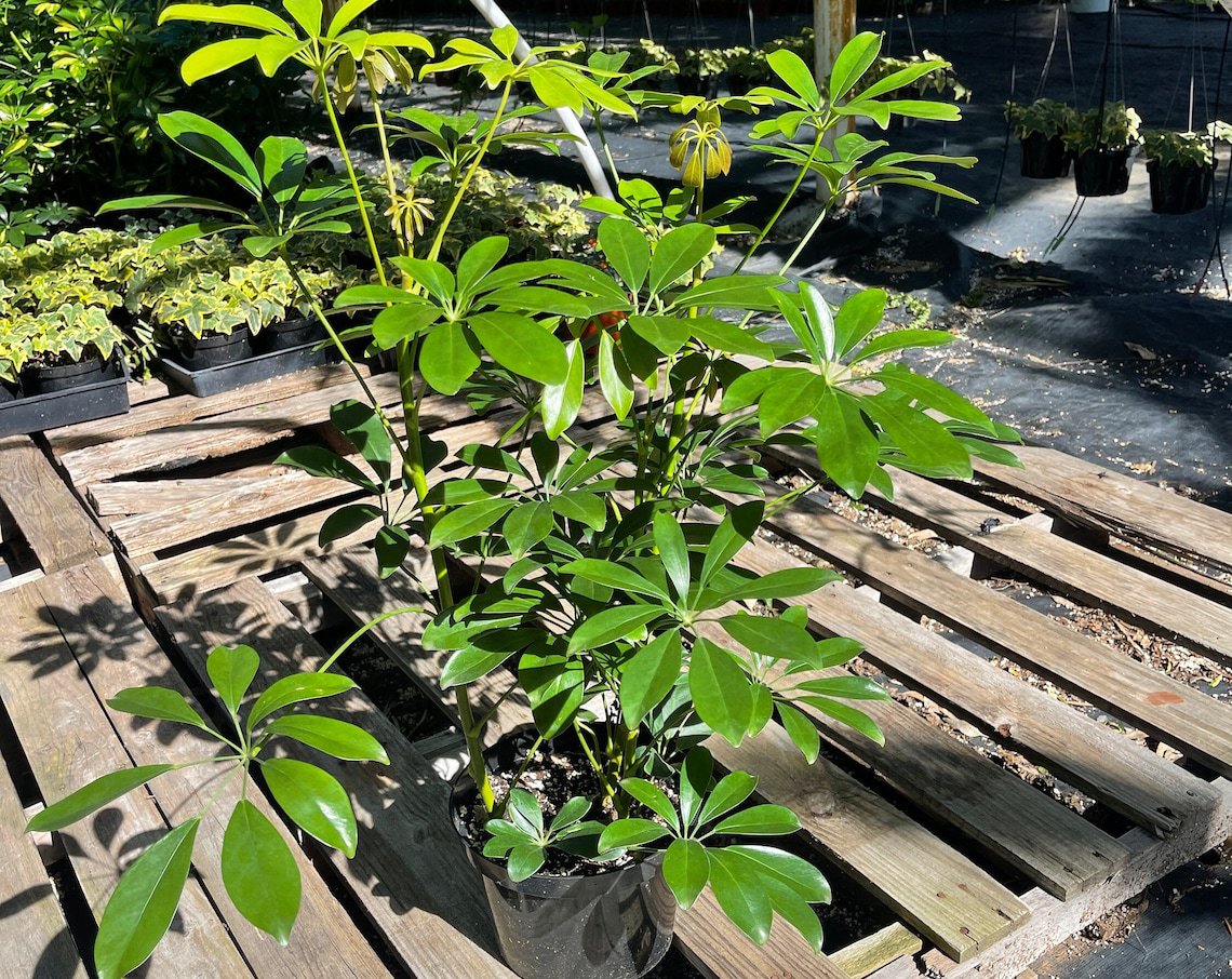 8 in plant Schefflera Arboricola Hawaiian Umbrella Live Plant
