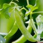 Sugar Ann Snap Pea Seeds, Early and Compact, Heirloom, NON-GMO, FREE SHIPPING