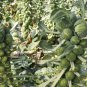 Long Island Improved Brussels Sprouts Seeds, NON-GMO, Variety Sizes, FREE SHIP