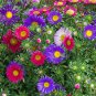 Single Mix China Aster Seeds, Beautiful Daisy Like, FREE SHIPPING