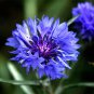 Tall Blue Cornflower, Bachelor Button, Wildflower, Young Love, FREE SHIPPING