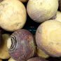 Laurentian Rutabaga Seeds, NON-GMO, Swedes, Canadian Turnips, FREE SHIPPING