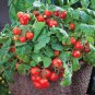 Tiny Tim Cherry Tomato Seeds, 15 Seeds, BUY 2 GET 1 FREE, NON-GMO, FREE SHIPPING