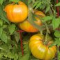 Gold Medal Tomato Seeds, Ruby Gold, Beefsteak, Slicing, NON-GMO, FREE SHIPPING