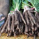 Black Salsify, Scorzonera, NON-GMO, Black Oyster Plant, Goat's Beard, FREE SHIP