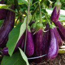 Long Purple Italian Eggplant Seeds, Fingerling, NON-GMO, FREE SHIPPING