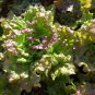 Prizehead Leaf Lettuce, NON-GMO, Heirloom, FREE SHIPPING